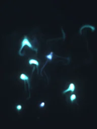 Soul Wisp Trails particle effect